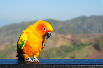 Sun conure parrot or bird Beautiful is aratinga has yellow on hand background Blur mountains and sky, (Aratinga solstitialis) exotic pet adorable, native to amazon