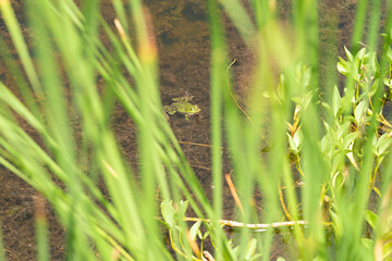 Obraz premium green frog in lake pond nature wildlife