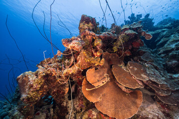 Seascape with various fish, coral, and sponge in the coral reef of the Caribbean Sea, Curacao