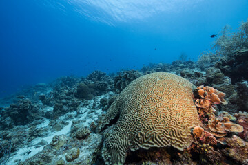 Seascape with various fish, coral, and sponge in the coral reef of the Caribbean Sea, Curacao