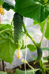 young green cucumbers grow in the garden in summer