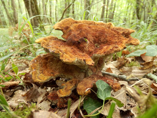 A large, old and decaying example of Hydnum rufescens commonly known as the Terracotta Hedgehog
