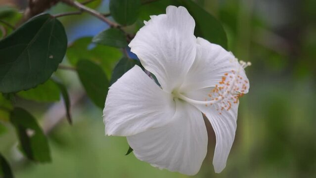 Shoe black plant with a natural background. Also called Hibiscus rosa Sinensis, Chinese hibiscus, China rose, Hawaiian hibiscus, rose mallow and shoeblack plant