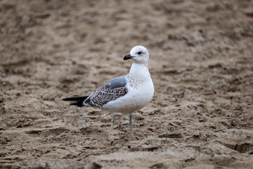 seagull on the beach