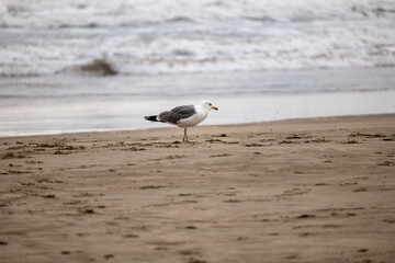 seagull on the beach