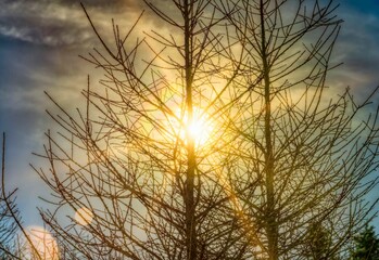 Obraz premium sunset in the forest