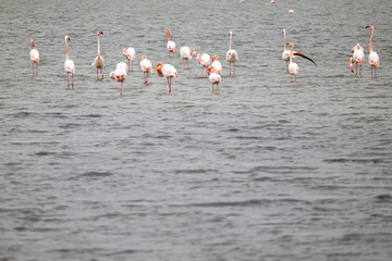 flamingo courtship