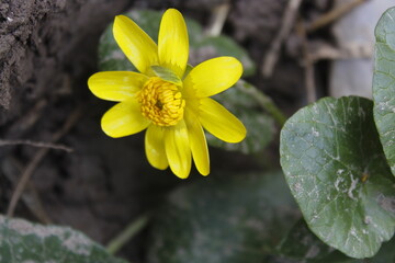 Yellow flower, blossom lesser celandine (ficaria verna) flower on ground in nature at spring. Selective focus and top view shooting.