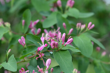 Obraz premium Blue-leaf honeysuckle