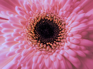 Closeup of a red daisy flower.