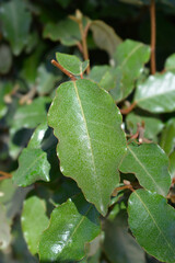 Thorny olive