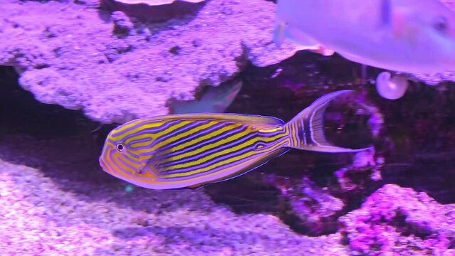 Lined surgeonfish of family Acanthuridae from Indo-Pacific ocean. Acanthurus lineatus species living in Indian Ocean and western Pacific Ocean to the Great Barrier Reef, Japan, Polynesia, and Hawaii.