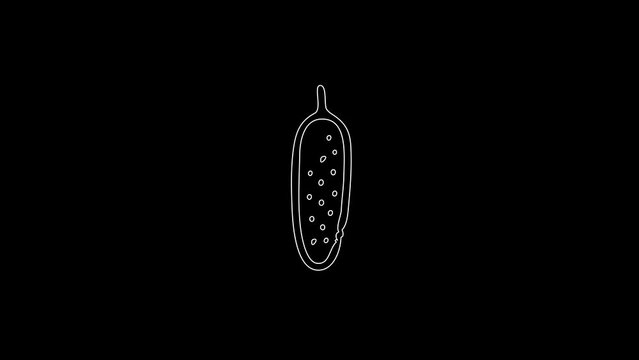 white linear cucumber silhouette. the picture appears and disappears on a black background.