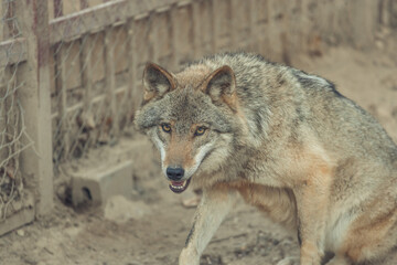 wild wolf behind bars in the zoo