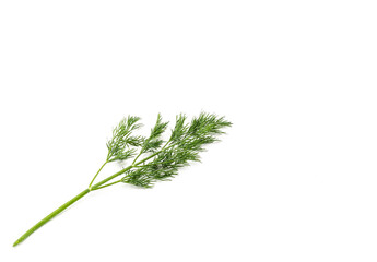 Sprig of green dill on a white background, seasoning for delicious fragrant dishes