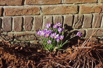 Purple flowering crocuses in the sun between the withered fern leaves in front of a wall in a Dutch...
