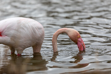 flamingo in the water