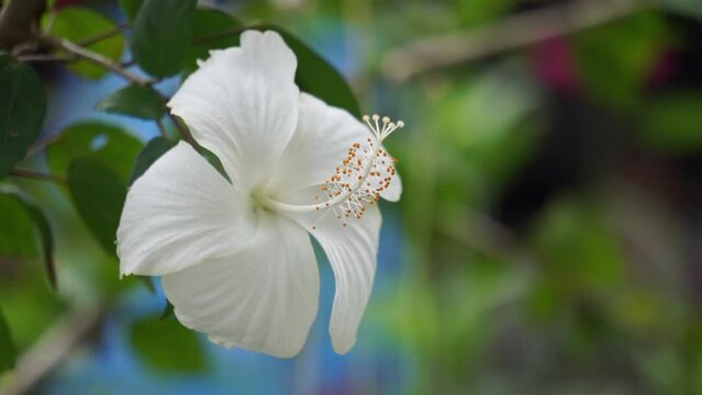 Shoe black plant with a natural background. Also called Hibiscus rosa Sinensis, Chinese hibiscus, China rose, Hawaiian hibiscus, rose mallow and shoeblack plant
