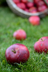 Basket full of sweet red apples