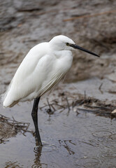 Little egret