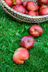 Basket full of sweet red apples
