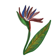 A painted strelitzia. An exotic flower. Paradise flowers.