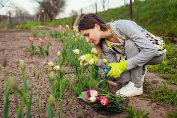 Gardener picks fresh tulips cutting with pruner and smells them in spring garden. Happy woman gathers flowers in basket