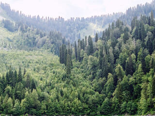 Fototapeta premium Mixed green forest in a mountain valley under a cloudy sky in a light haze