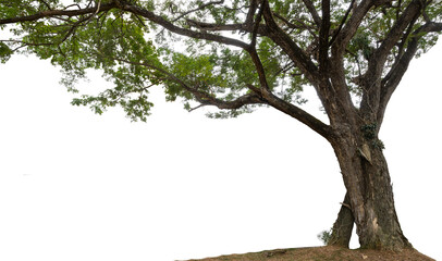 Samanea saman tree isolated on white(Samanea saman (Jacg.) Merr.