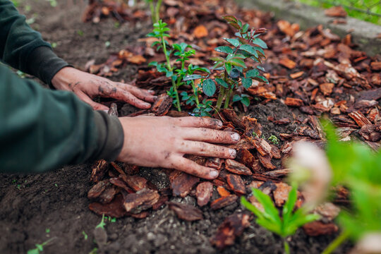 Gardener Mulching Spring Garden With Pine Wood Chips Mulch. Man Puts Bark Around Plants