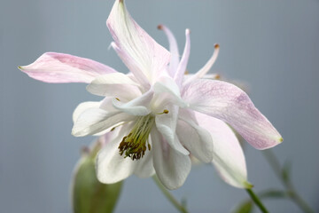 Sunny summer day. A large delicate flower of a aquilegia in approach on an interesting background. On light petals play of light and shadow.