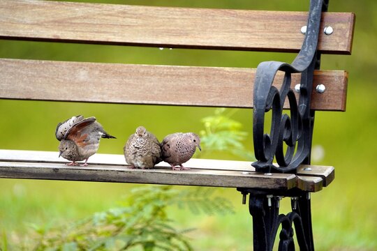 Common Ground Dove (Columbina passerina) Columbidae family.