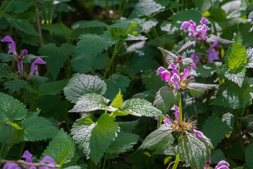 fiori di ortica