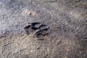 Fußspuren von einem Hund auf einem Nassen Landweg