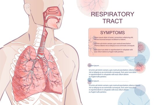 human Respiratory System, lungs, alveoli. Inside larynx nasal throttle anatomy. Man body parts. Hand drown vector anatomy illustration