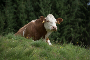 Grazing cows on alpine pasture