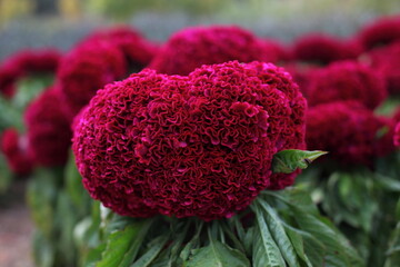 cockscomb, 맨드라미