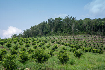 Fototapeta na wymiar Orange plantation in mountains