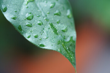 water drops on green leaf
