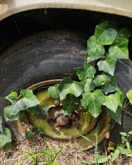 Old Abandoned Car with nature taking over. 