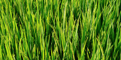 Obraz premium green grass background