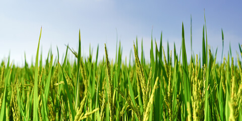 green grass on blue sky background