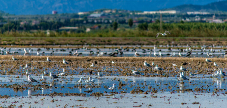 Marais du delta de l'&Egrave;bre &agrave; Deltebre, Espagne