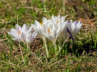 Early white crocuses grow in the grass during springtime
