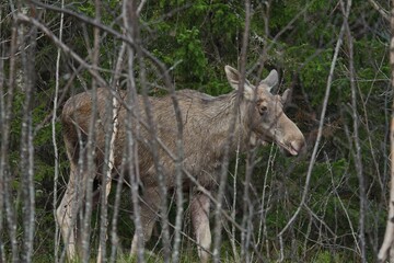 moose in the forest