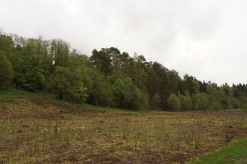landscape with trees