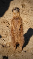 Obraz premium meerkat on guard