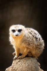 A merrkat sitting on top of a termite mound on lookout in the morning sun.