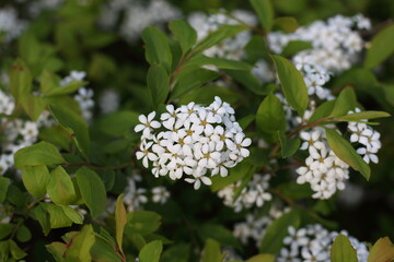 아기자기한 작은 꽃