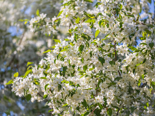 White blossoming apple trees. White apple tree flowers